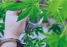 How Many Marijuana Arrests in Iowa.png